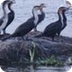 Geography & Wildlife