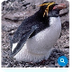 Penguins Flipbook