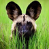 Animal Facts Encyclopedia