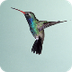 Hummingbird