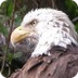 Bald Eagle Facts/Pictures 