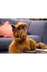 Alf Full Episodes Playli