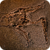 Fossil - National Geographic