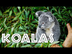 All About Koalas for Kids: Koa