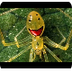 Top 10 Weirdest Spiders in the