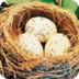 Amazing Birds Nests