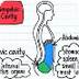 Body Cavities