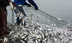 What is Overfishing? Facts, Ef