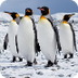 Emperor Penguin NATGEO