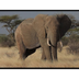 Documentary Animal W