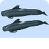Pilot Whale