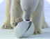  Polar Bear Wrecks Camera