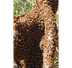 Bees
