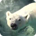 NC Zoo’s ‘adoption’ program be