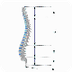 Spine Sections -