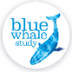Blue Whale (Balaenoptera muscu