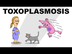 Toxoplasmosis - Plain and Simp