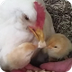Mother Hen Teaches 1 Hour Old 