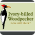 The Ivory Billed Woodpecker