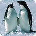 Antarctic animal adaptations