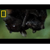 The World's Largest Bats