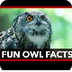 6 Cool Owl Facts