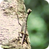Wild Borneo:  Vliegende slang 