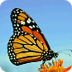 cycle de vie-papillon monarque