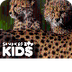 Videos | San Diego Zoo Kids