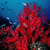 coral ramficado