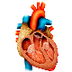 Circulatory System for Kids - 