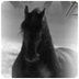 het friese paard