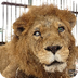 Peruvian circus lion among 33 