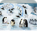 Penguin Life Cycle