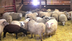 Sheep Barn Cam - live video of sheep at Farm Sanctuary | Explore.org