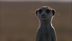 Meerkats: Desert Specialists |