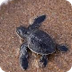 Geboorte van een landschildpad
