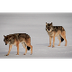 Wolves of Isle Royale