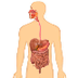Digestive Organs
