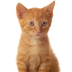 Adrianna - cats