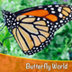 Learn About Butterflies