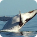 Chant des baleines - YouTube