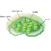 Biology4Kids.com: Cell Structu