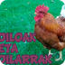 Oiloak eta oilarrak - YouTube