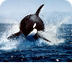 Killer Whales (Orcas)
