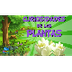 Curiosidades de las Plantas 