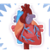 Quiz: Heart & Circulatory Syst
