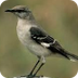 Northern Mockingbird, Identifi