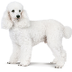 Caniche Perro