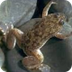 African Clawed Frog Fact Sheet